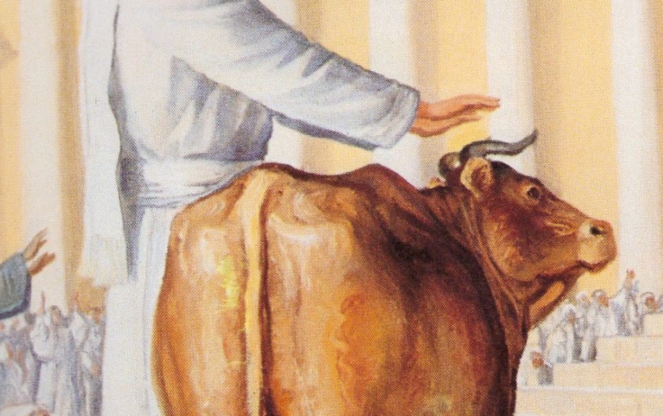 A BULLOCK FOR THE PRIEST, A BULLOCK FOR THE CONGREGATION